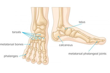 7 xương cổ chân và vai trò quan trọng trong sức khỏe xương khớp của bạn